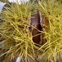 Load image into Gallery viewer, Chestnut: Large Diverse Hybrid Chestnut Seedling G4B - Bareroot (2-4 feet)