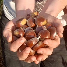 Load image into Gallery viewer, Chestnut: Large Diverse Hybrid Chestnut Seedling G4B - Bareroot (2-4 feet)