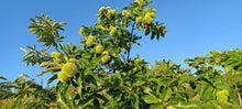 Load image into Gallery viewer, Chestnut: E2C Diverse Hybrid Chestnut Seedling - Bareroot
