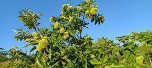 Load image into Gallery viewer, Chestnut: E2C Diverse Hybrid Chestnut Seedling - Bareroot