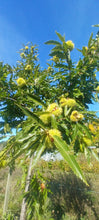 Load image into Gallery viewer, Chestnut: E2C Diverse Hybrid Chestnut Seedling - Bareroot
