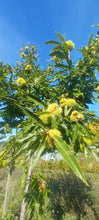 Load image into Gallery viewer, Chestnut: E2C Diverse Hybrid Chestnut Seedling - Bareroot