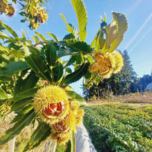 Load image into Gallery viewer, Chestnut: E4C Diverse Hybrid Chestnut Seedling - Bareroot