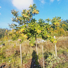 Load image into Gallery viewer, Chestnut: E4C Diverse Hybrid Chestnut Seedling - Bareroot