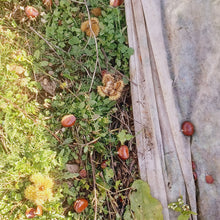 Load image into Gallery viewer, Chestnut: E4C Diverse Hybrid Chestnut Seedling - Bareroot