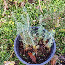 Load image into Gallery viewer, Italian Stone Pine Nut Seedling - Bagged