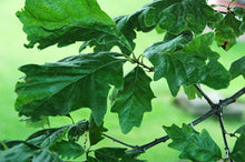 Load image into Gallery viewer, Oak - Swamp White Oak Seedling - Bareroot