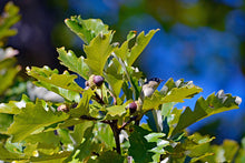Load image into Gallery viewer, Oak - Swamp White Oak Seedling - Bareroot