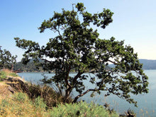 Load image into Gallery viewer, Oak - Garry Oak Seedling - Bareroot