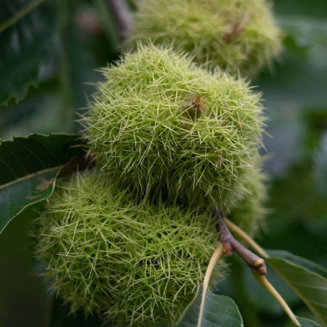 Chestnut: Large ExJ Seedling - Bareroot (3-4 feet)