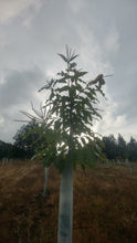 Load image into Gallery viewer, Chestnut: ExJ Seedling - Bareroot