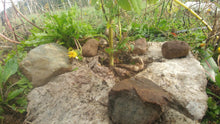 Load image into Gallery viewer, 18" Hemp Mulch Mat