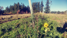 Load image into Gallery viewer, Tree Support and Pollinator Seed Mix