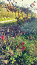 Load image into Gallery viewer, Tree Support and Pollinator Seed Mix