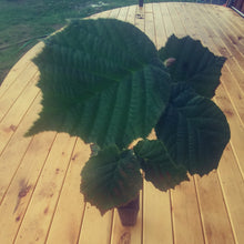 Load image into Gallery viewer, A potted hazelnut here on our deck at Nutcase nursery