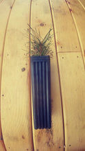 Load image into Gallery viewer, Korean Pine Nut Seedling - Potted
