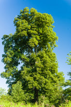 Load image into Gallery viewer, Hickory - Shellbark Seedling - Bareroot