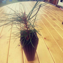Load image into Gallery viewer, Potted korean pine on wooden deck
