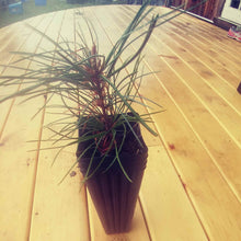 Load image into Gallery viewer, Potted korean pine on wooden deck