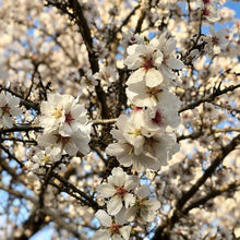 Load image into Gallery viewer, Almond - Hearty Homestead Seedling - Bareroot