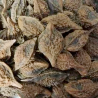 Load image into Gallery viewer, A pile of buartnuts in the shell