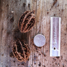 Load image into Gallery viewer, Butternut - Booth seedling - Bareroot