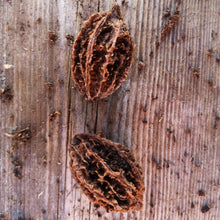 Load image into Gallery viewer, Two butternuts in their shell on a wooden table