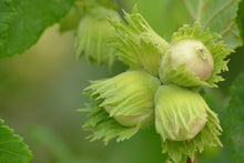 Load image into Gallery viewer, Hazelnut: Farris Seedling - Bareroot
