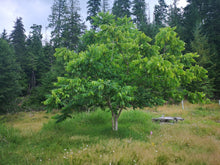 Load image into Gallery viewer, Heartnut - Homestead Seedling - Bareroot