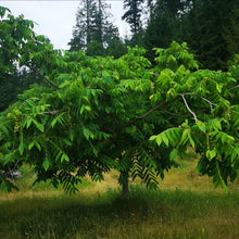 Load image into Gallery viewer, Heartnut - Homestead Seedling - Potted