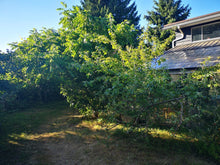 Load image into Gallery viewer, Heartnut - Mixed Cultivar- Bareroot