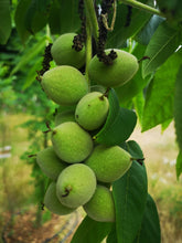 Load image into Gallery viewer, Close-up of ripening heartnut cluster.