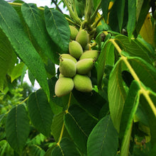 Load image into Gallery viewer, A cluster of heartnuts on the tree.