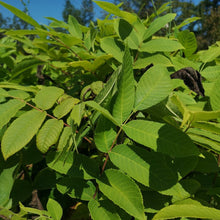 Load image into Gallery viewer, Heartnut - Homestead Seedling - Bareroot