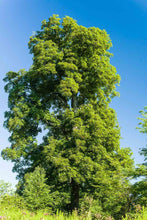Load image into Gallery viewer, A large, mature hickory tree.