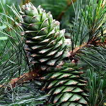 Load image into Gallery viewer, Korean pine cones unripe on tree
