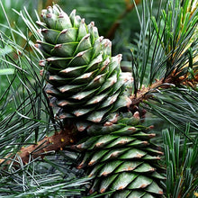Load image into Gallery viewer, Korean pine cones unripe on tree