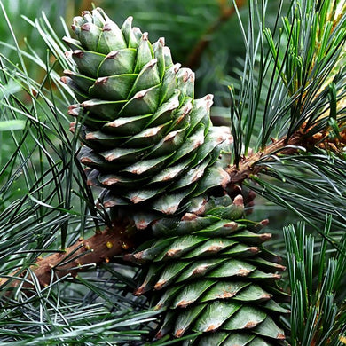 Korean pine cones unripe on tree