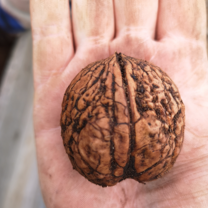 Walnut: Manoka Seedling - Bareroot