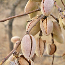 Load image into Gallery viewer, Almond - Hearty Homestead Seedling - Bareroot