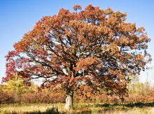 Load image into Gallery viewer, Beautiful fall leaves turning orange on a large mossycup oak in a meadow.
