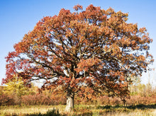 Load image into Gallery viewer, Beautiful fall leaves turning orange on a large mossycup oak in a meadow.
