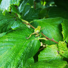 Load image into Gallery viewer, Here is a tree frog walking around on a hazelnut tree