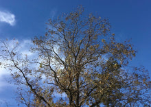 Load image into Gallery viewer, A large pecan tree with many branches holding leaves and nuts