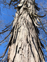 Load image into Gallery viewer, The peeling, 'shaggy' bark of a shagbark hickory on full display