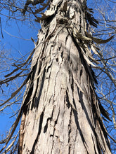 Load image into Gallery viewer, The peeling, 'shaggy' bark of a shagbark hickory on full display