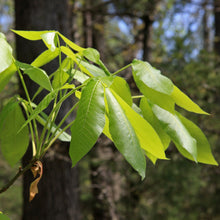 Load image into Gallery viewer, A shagbark hickory leafing out in spring