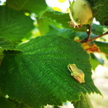 Load image into Gallery viewer, Hazelnuts provide habitat and support biodiversity. Here is a native tree frog hanging out on a hazelnut leaf
