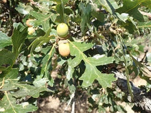 Load image into Gallery viewer, Oak - Garry Oak Seedling - Bareroot
