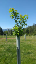 Load image into Gallery viewer, Chestnut: Large ExJ Seedling - Bareroot (3-4 feet)
